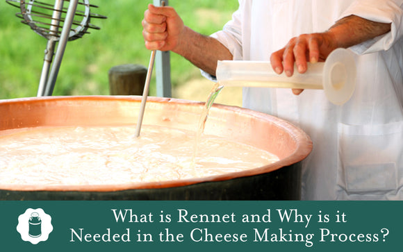 What is Rennet and Why is it Needed in the Cheese Making Process?